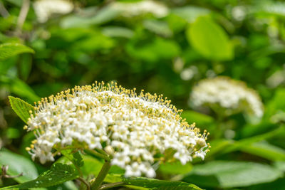 Close-up of white flowering plant