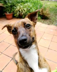 Close-up portrait of dog on floor