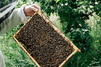 Cropped hand holding bee