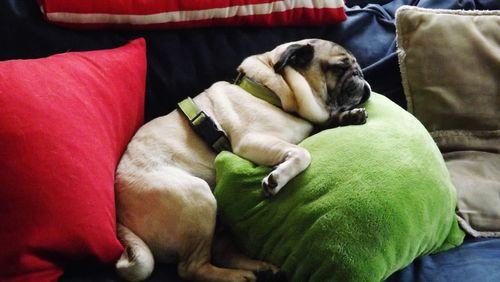 Dog sleeping on sofa