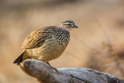 Close-up of bird perching on branch