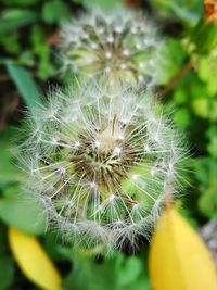 Close-up of dandelion flower