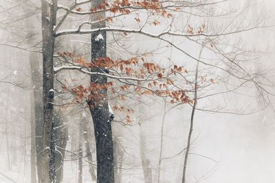 Bare trees in forest during winter