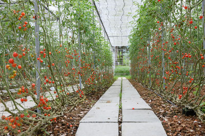 Plants growing in greenhouse