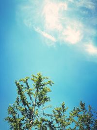 Low angle view of trees against blue sky