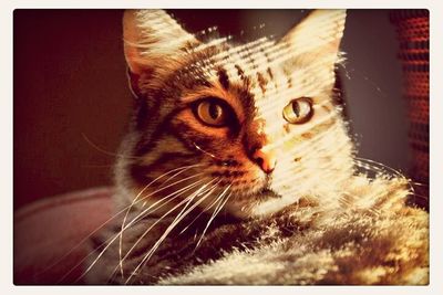 domestic cat