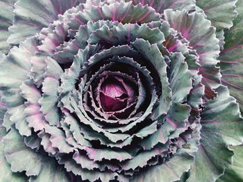 Close-up of cactus plant