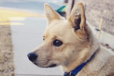 Close-up of dog looking away