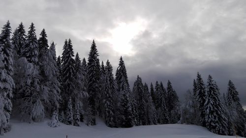 Snow covered trees against sky