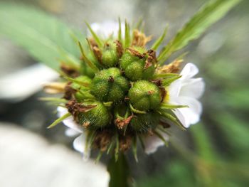 Close-up of flower against blurred background