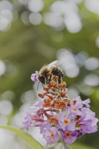 Close-up of bee pollinating on purple flower