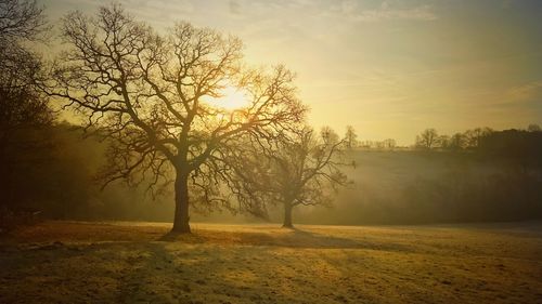 Trees on landscape against sky during sunset