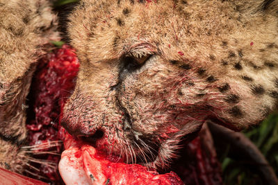 Close-up of cheetah chewing carcase with flies