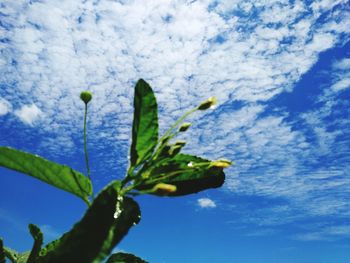 Close-up of green plant against blue sky