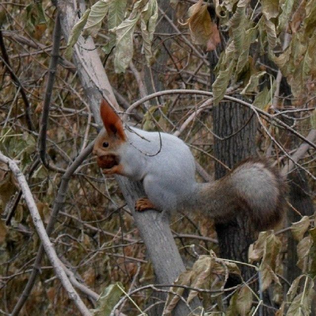 animal themes, animals in the wild, wildlife, bird, branch, perching, tree, one animal, nature, young animal, two animals, animal family, vertebrate, no people, day, outdoors, togetherness, field, forest, squirrel