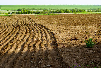 Scenic view of rural landscape