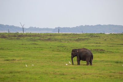 Elephant grazing in a field