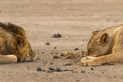 A mating pair of african lions relaxing on the field 