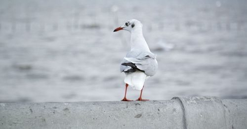 Seagull perching on retaining wall