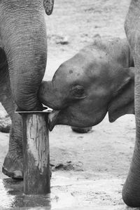 Close-up of elephant