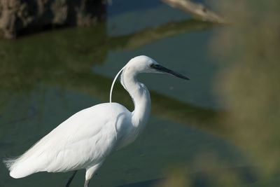 Portrait of egretta garzetta in water. medium color background, horizontal image