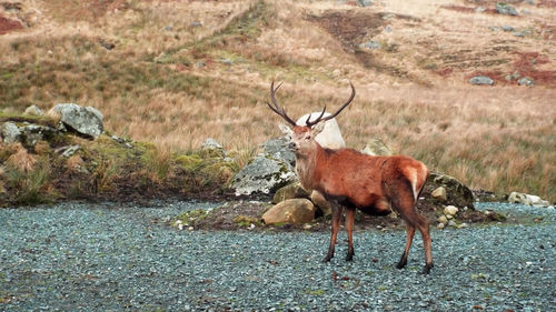 Deer scottish stag standing on land