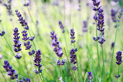 Close-up of lavender flowers blooming on field