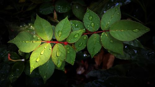 Close-up of raindrops on leaves