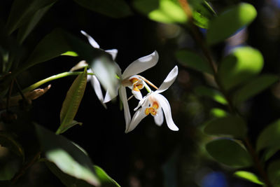 Close-up of white flowering plant