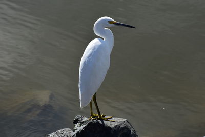 High angle view of bird perching on a lake