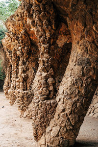 Close-up of rock formation on tree