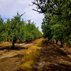 Footpath amidst trees against sky