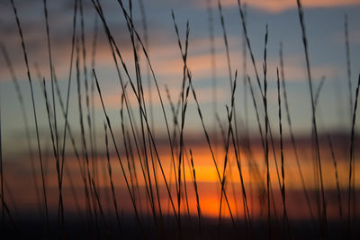 Wild grass blades with a sunset backdrop