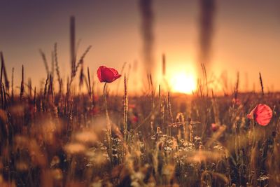 Close-up of poppy flowers blooming on field