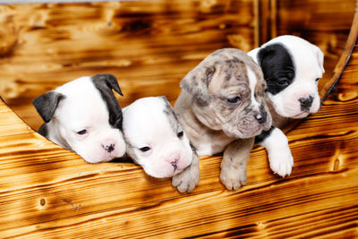 High angle view of puppies