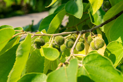 green