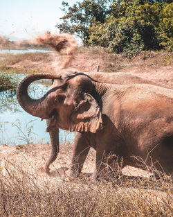 Elephants throwing sand in the air in nature.