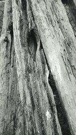 Close-up of tree trunk