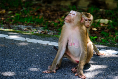 Mother and son monkey are lovely in the forest.