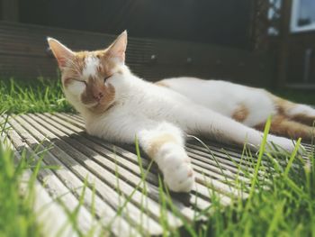 Close-up portrait of cat