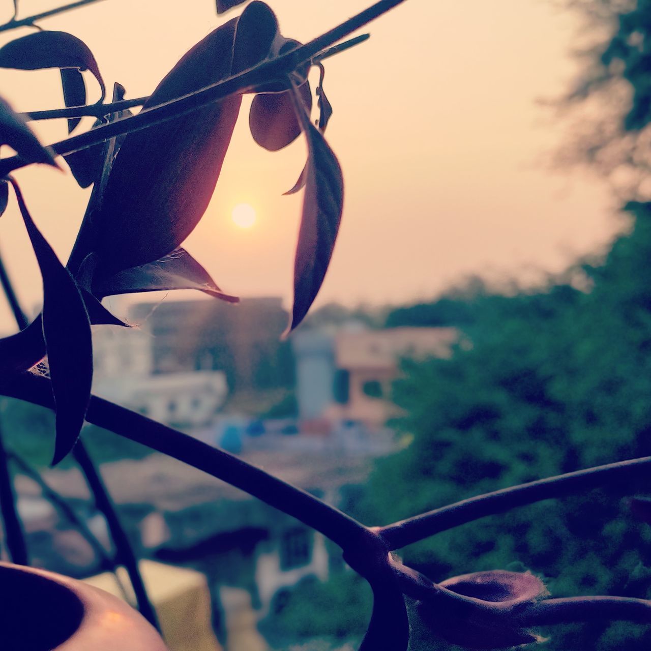 blue, light, sunlight, flower, sky, focus on foreground, nature, morning, no people, tree, reflection, leaf, plant, close-up, darkness, outdoors, hanging