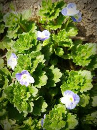 Close-up of purple flowers blooming outdoors