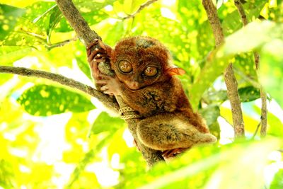 Portrait of a squirrel