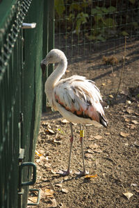 Close-up of duck on lake