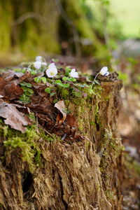 Close-up of mushrooms growing on tree trunk