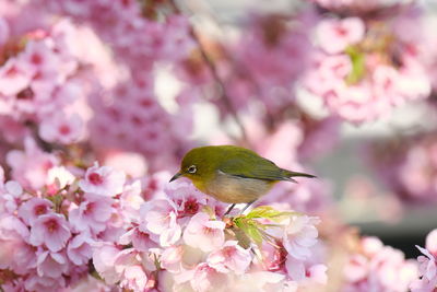 Close-up of bird perching on pink flower