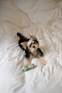 Yorkshire terrier puppy