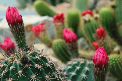 Close-up of pink cactus plant