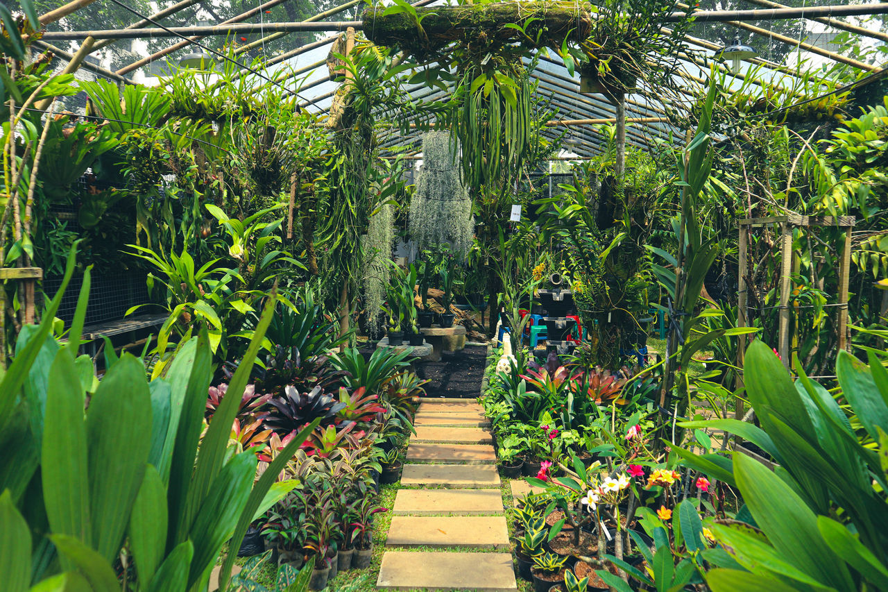 plant, growth, botanical garden, garden, green, jungle, beauty in nature, nature, flower, tropics, rainforest, tree, footpath, day, the way forward, no people, leaf, tranquility, land, plantation, outdoors, plant part, tropical climate, palm tree, greenhouse, botany, lush foliage, tranquil scene, foliage, flowering plant