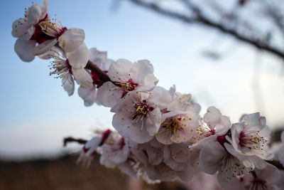 Close-up of apple blossoms in spring